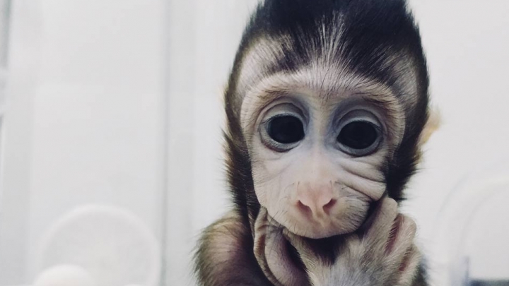 Primeiro macaco clonado do mundo nasceu na China